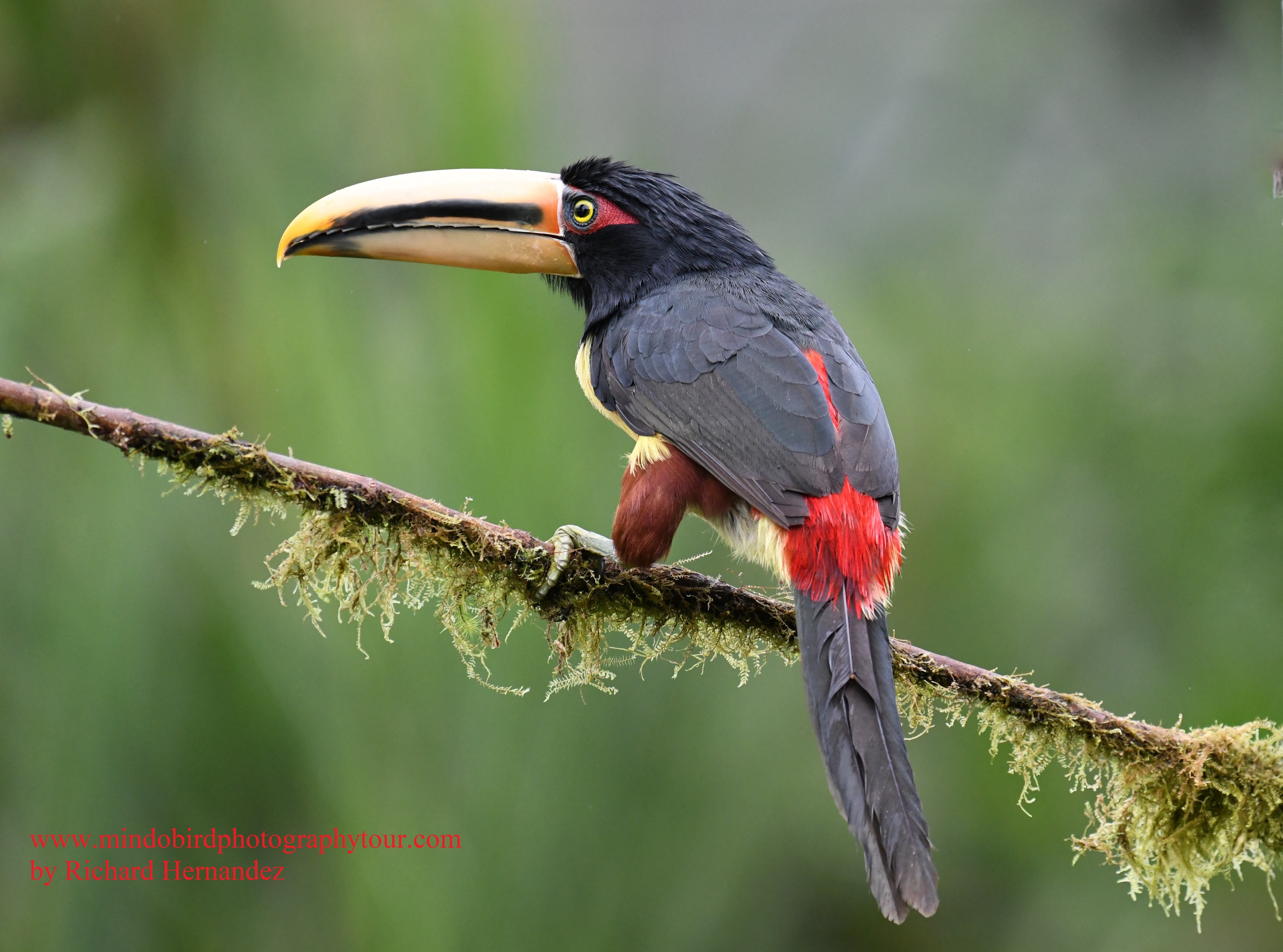 collared-aracari-mindobirdphotographytour